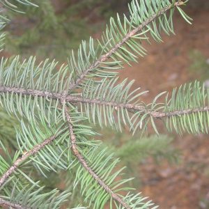 PICEA MEYERI
