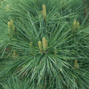 PINUS STROBUS `CONNECTICUT SLATE`