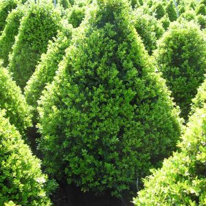 BUXUS `CRANBERRY CREEK`