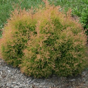 THUJA OCCIDENTALIS `FIRE CHIEF`