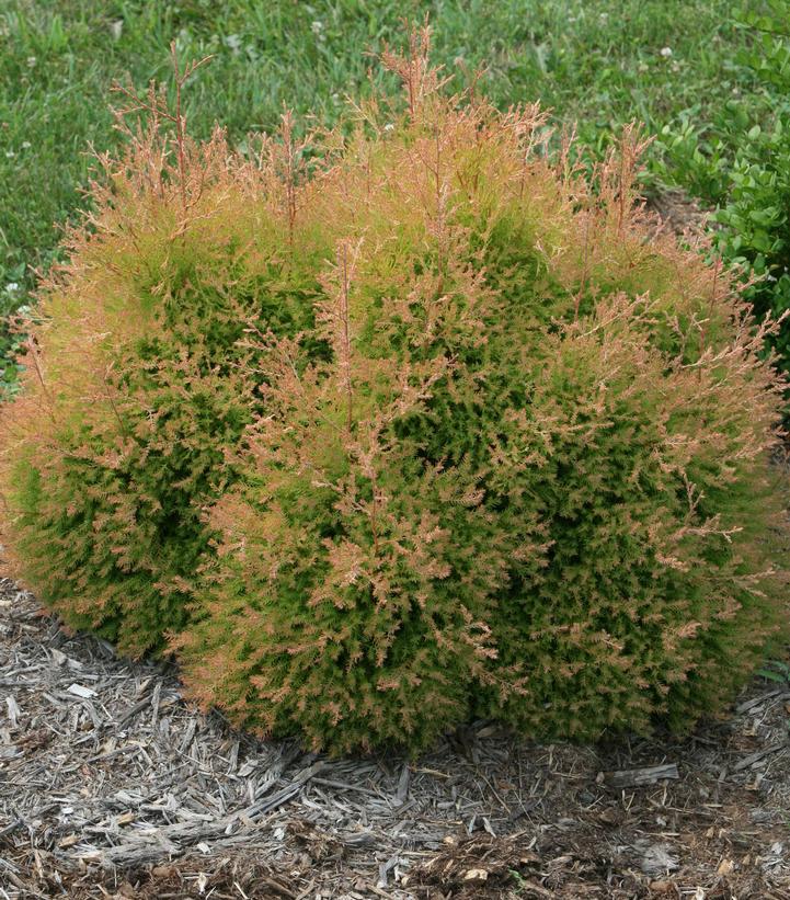 THUJA OCCIDENTALIS `FIRE CHIEF`