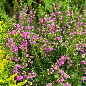 CALLUNA VULGARIS `TIB`