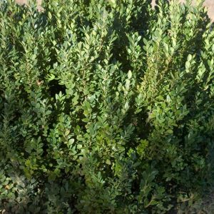 BUXUS MICRO. JAP. `GREEN MOUNTAIN`