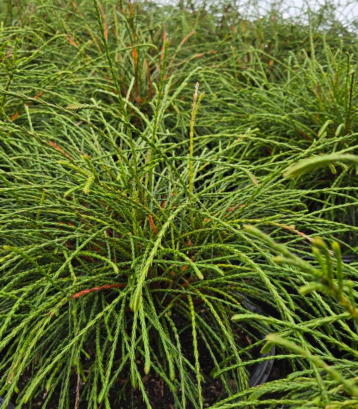 THUJA PLICATA `WHIPCORD`