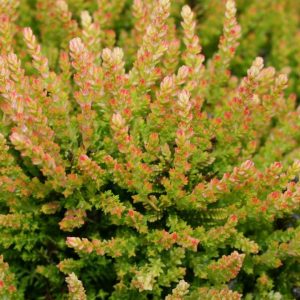 CALLUNA VULGARIS `WINTER CHOCOLATE`