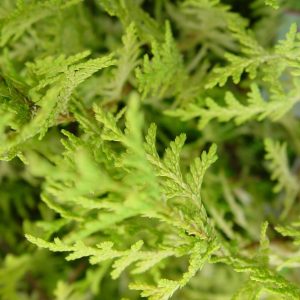 CHAMAECYPARIS PISIFERA `VINTAGE GOLD`