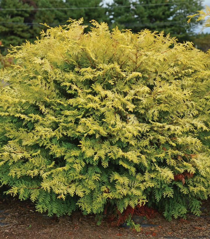 CHAMAECYPARIS OBTUSA `NIGHT LIGHT`