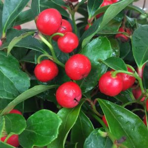 GAULTHERIA PROCUMBENS `CHERRY BERRIES`