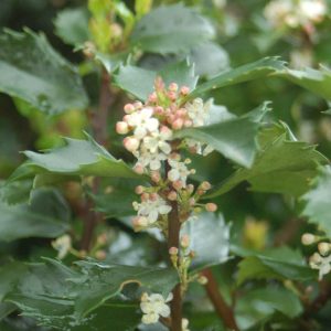 ILEX X MESERVEAE `BLUE PRINCE`