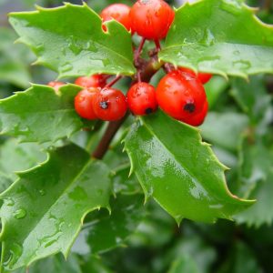 ILEX X MESERVEAE `BLUE PRINCESS`