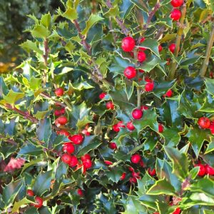 ILEX X RUTZAN `RED BEAUTY`