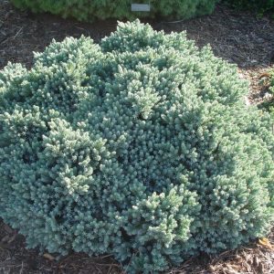 JUNIPERUS SQUAMATA `BLUE STAR`