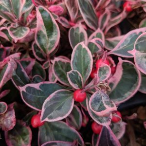 GAULTHERIA PROCUMBENS `WINTER SPLASH`