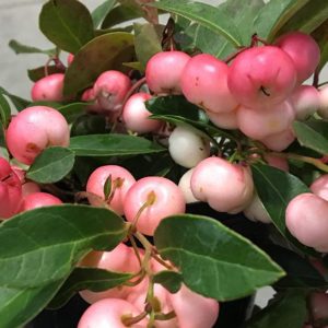 GAULTHERIA PROCUMBENS `WINTER FIESTA`