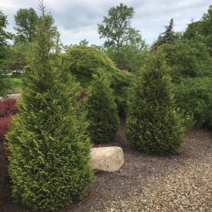 THUJA `JUNIOR GIANT`