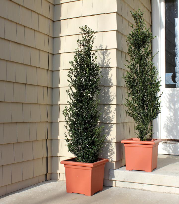 ILEX CRENATA `PATTI O BOX`