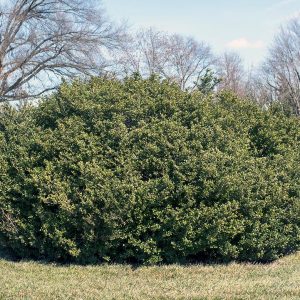 ILEX CRENATA WINTERSCAPE `CHILLY WILLY`